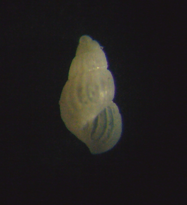 Chrysallida dolfusi?